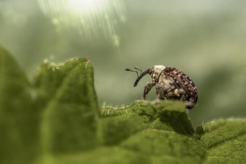 Variegated False Darkling Beetle (Platystomos albinus)