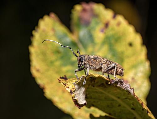 Large poplar borer, longhorn beetle (Saperda carcharias)