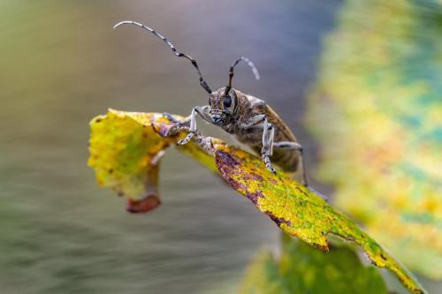 Large poplar borer, longhorn beetle (Saperda carcharias)