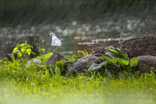 Common Gull (Larus canus)