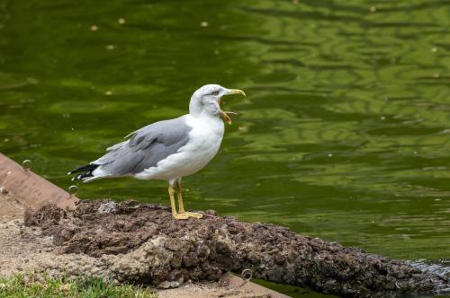 Common Gull (Larus canus)