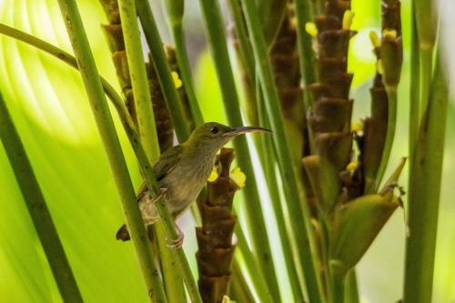 Little Spiderhunter (Arachnothera longirostra)