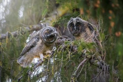 Long-eared Owl (Asio otus)