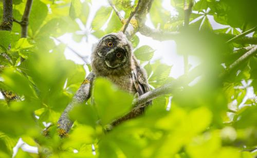 Long-eared Owl (Asio otus)