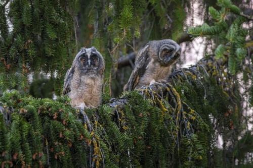 Long-eared Owl (Asio otus)