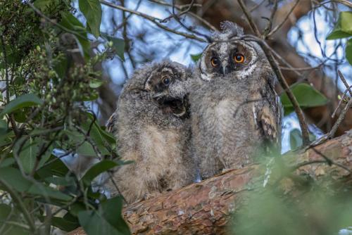 Long-eared Owl (Asio otus)