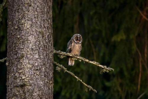 Long-eared owl