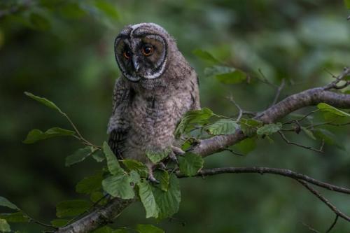 Long-eared Owl (Asio otus)