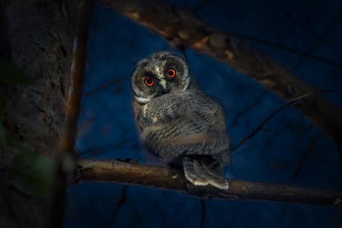 Long-eared Owl (Asio otus)