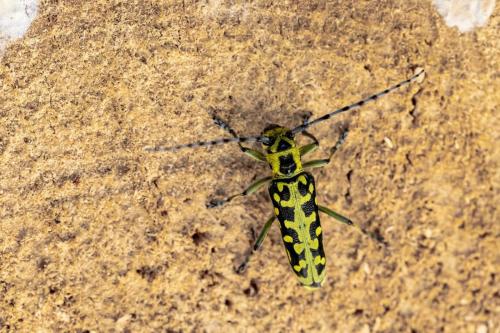 Ladder Beetle Longhorn beetle (Saperda scalaris)