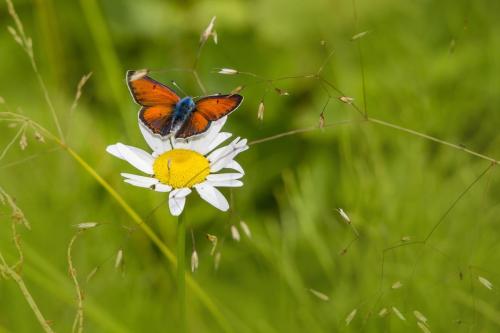 Purple-edged copper (Lycaena hippothoe)