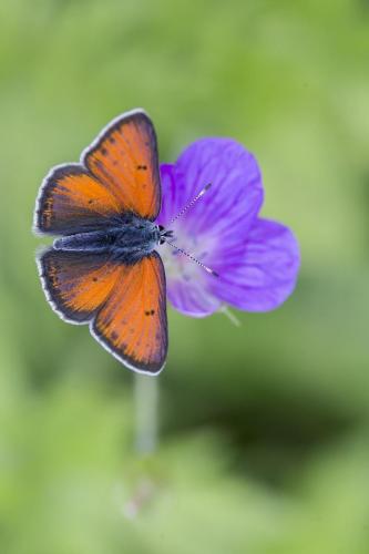 Purple-edged copper (Lycaena hippothoe)