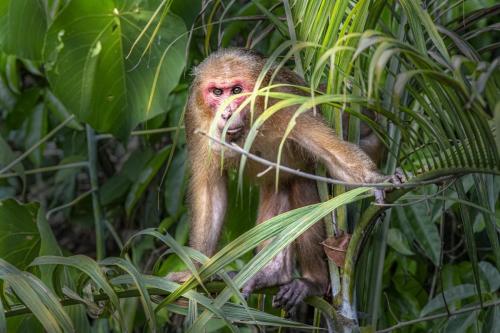 Stump-tailed macaque (Macaca arctoides)