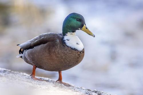 Mallard or wild duck (Anas platyrhynchos)