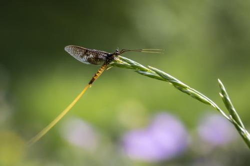 Common Mayfly (Ephemera vulgata)