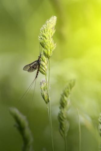 Common Mayfly (Ephemera vulgata)