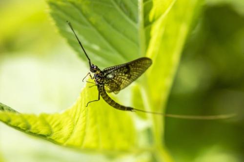 Common Mayfly (Ephemera vulgata)