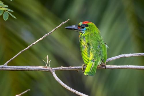 Red-throated Barbet (Megalaima mystacophanos)