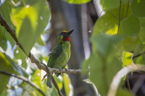 Red-throated barbet (Megalaima mystacophanos)