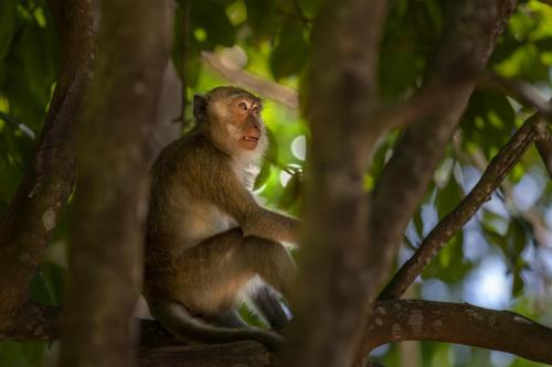 Crab-eating macaque (Macaca fascicularis)