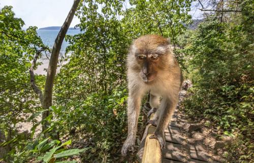 Crab-eating macaque (Macaca fascicularis)