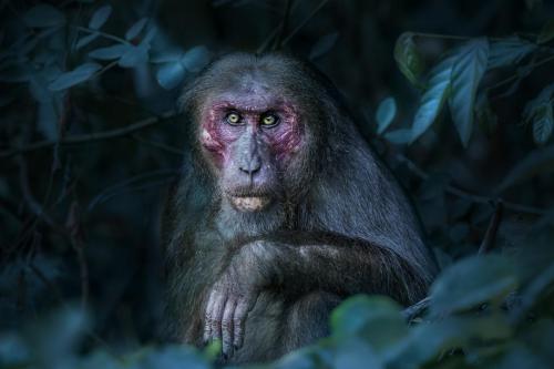 Stump-tailed macaque (Macaca arctoides)