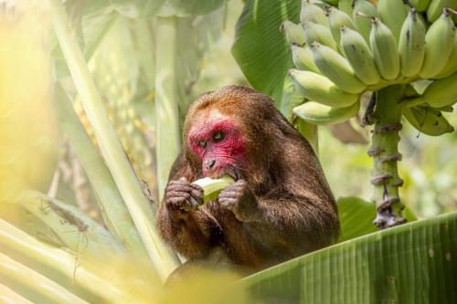 Stump-tailed macaque (Macaca arctoides)