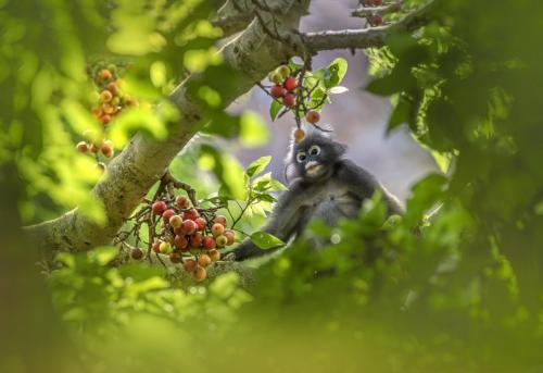 Dusky leaf monkey (Trachypithecus obscurus)