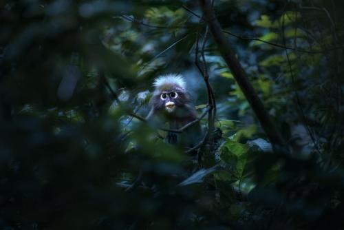 Dusky leaf monkey (Trachypithecus obscurus)