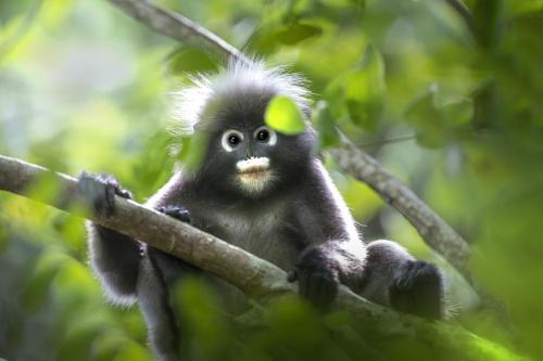 Dusky Leaf Monkey