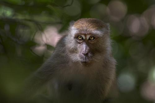 Crab-eating macaque (Macaca fascicularis)