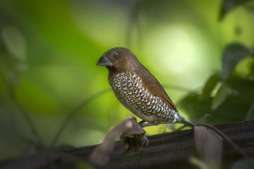 Scaly-breasted Munia (Lonchura punctulata)