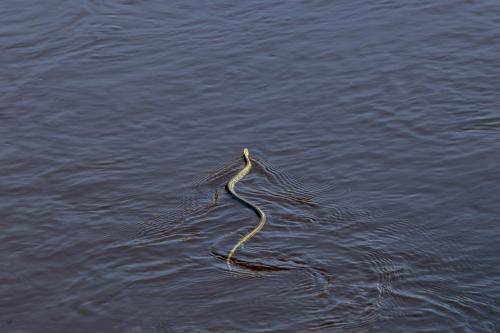 Grass snake (Natrix natrix)