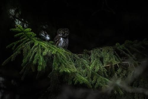 Eurasian Pygmy Owl (Glaucidium passerinum)