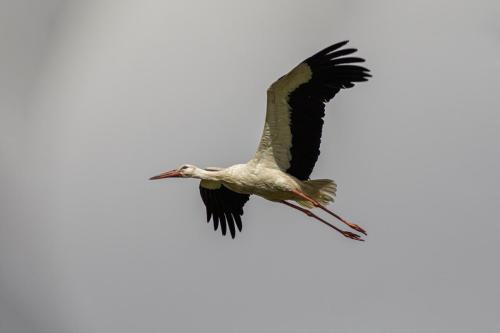 White Stork (Ciconia ciconia)