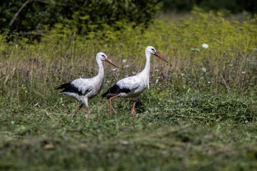 White Stork (Ciconia ciconia)