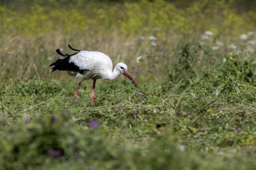 White Stork (Ciconia ciconia)