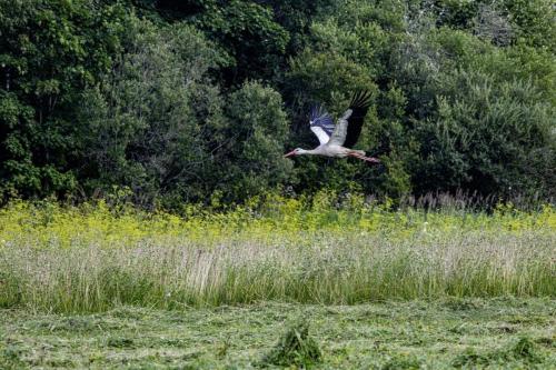 White Stork (Ciconia ciconia)