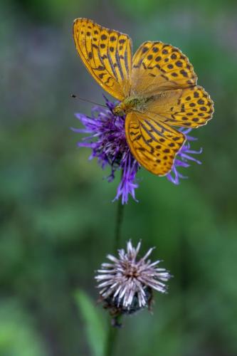 Silver-washed Fritillary (Argynnis paphia)