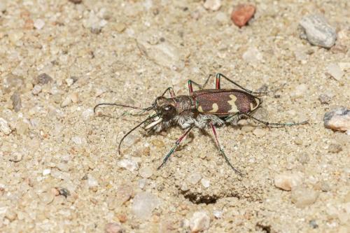 Northern dune tiger beetle (Cicindela hybrida)