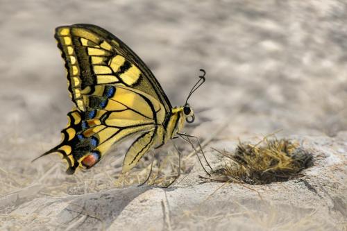 Old World Swallowtail (Papilio machaon)