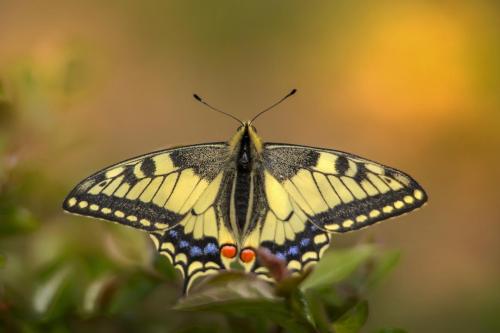 Old World Swallowtail (Papilio machaon)