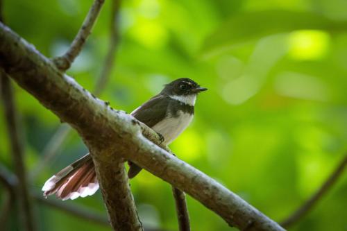 Oriental magpie-robin (Copsychus saularis)