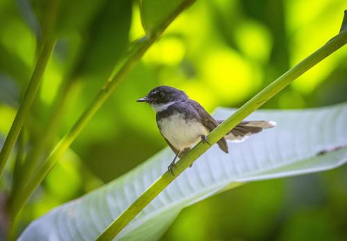 Oriental magpie-robin (Copsychus saularis)