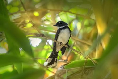 Oriental magpie-robin (Copsychus saularis)