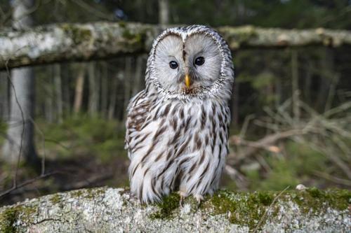 Ural Owl (Strix uralensis)