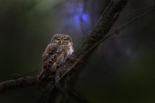 Eurasian Pygmy Owl (Glaucidium passerinum)