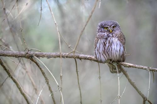 Eurasian Pygmy Owl (Glaucidium passerinum)