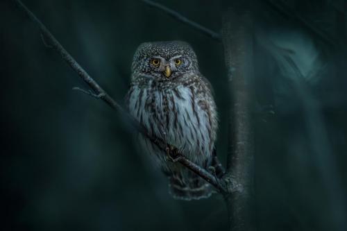 Eurasian Pygmy Owl (Glaucidium passerinum)