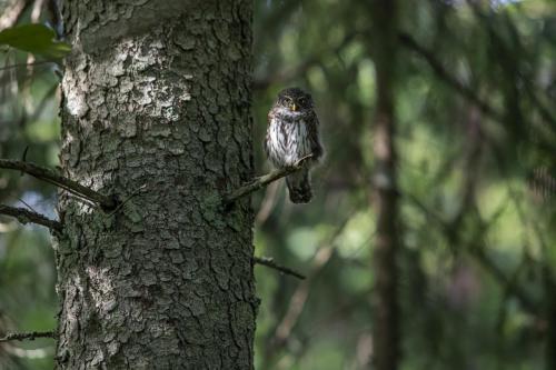 Eurasian Pygmy Owl (Glaucidium passerinum)